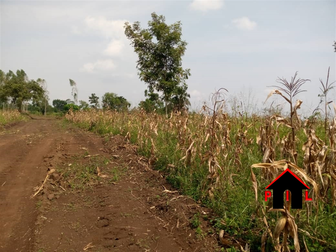 Agricultural Land for sale in Kitungwa Nakaseke