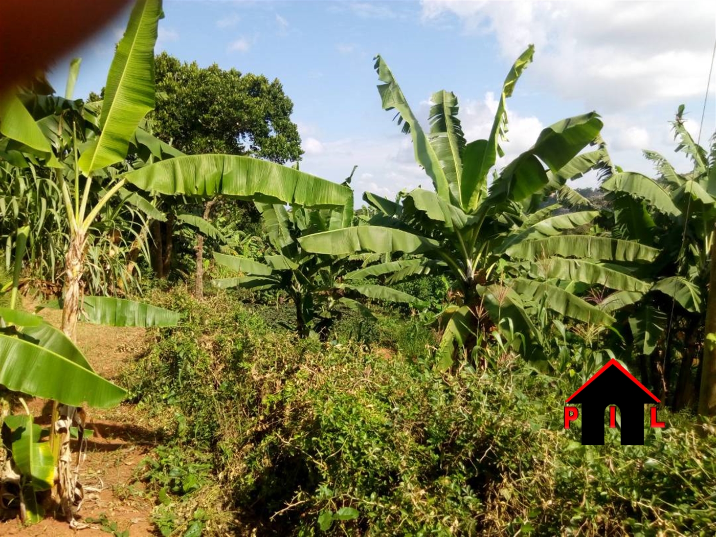 Agricultural Land for sale in Bukuya Mityana