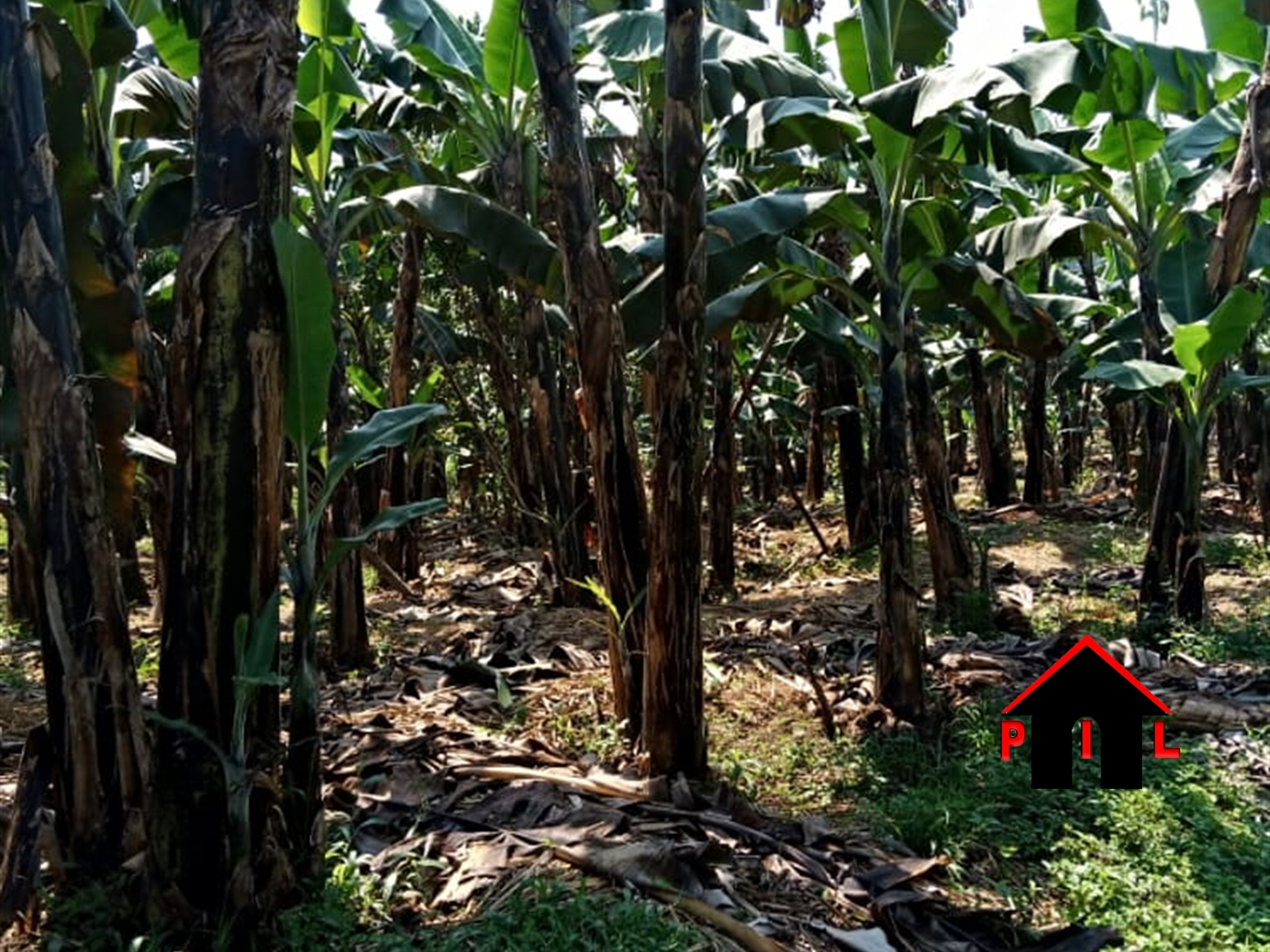 Agricultural Land for sale in Kwabili Luweero