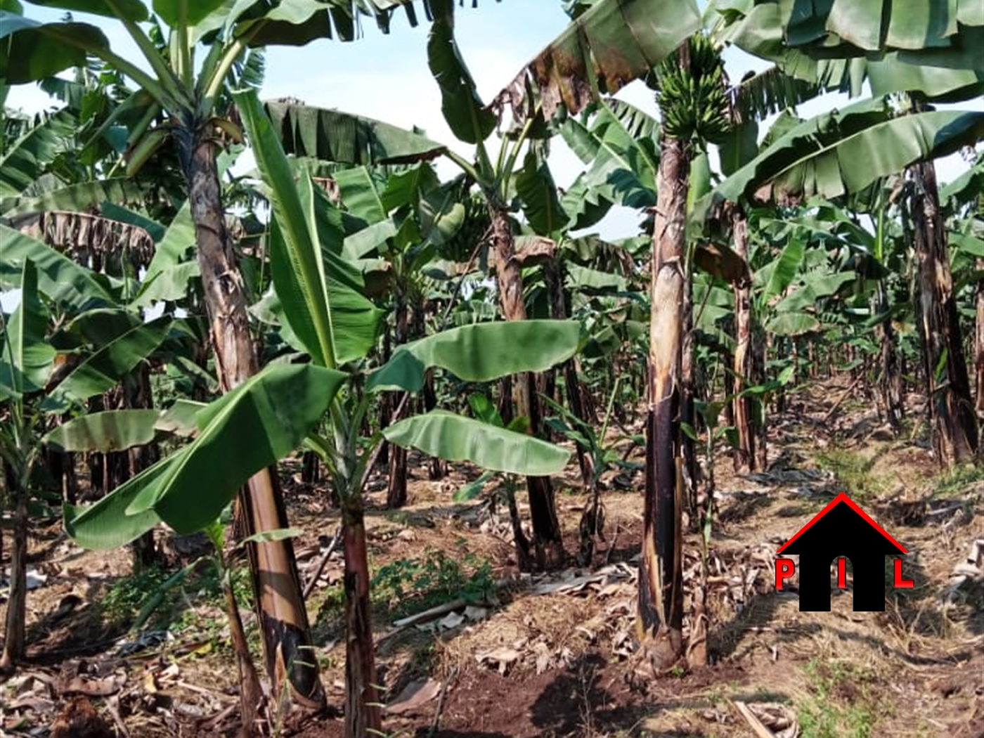 Agricultural Land for sale in Kwabili Luweero