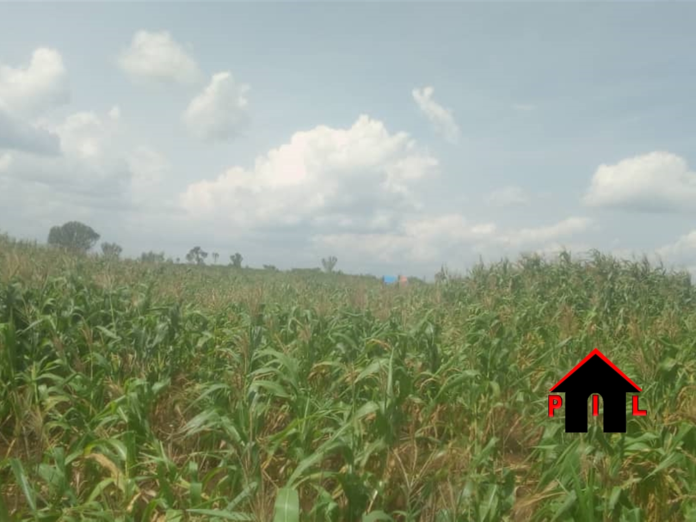 Agricultural Land for sale in Wakyato Nakaseke