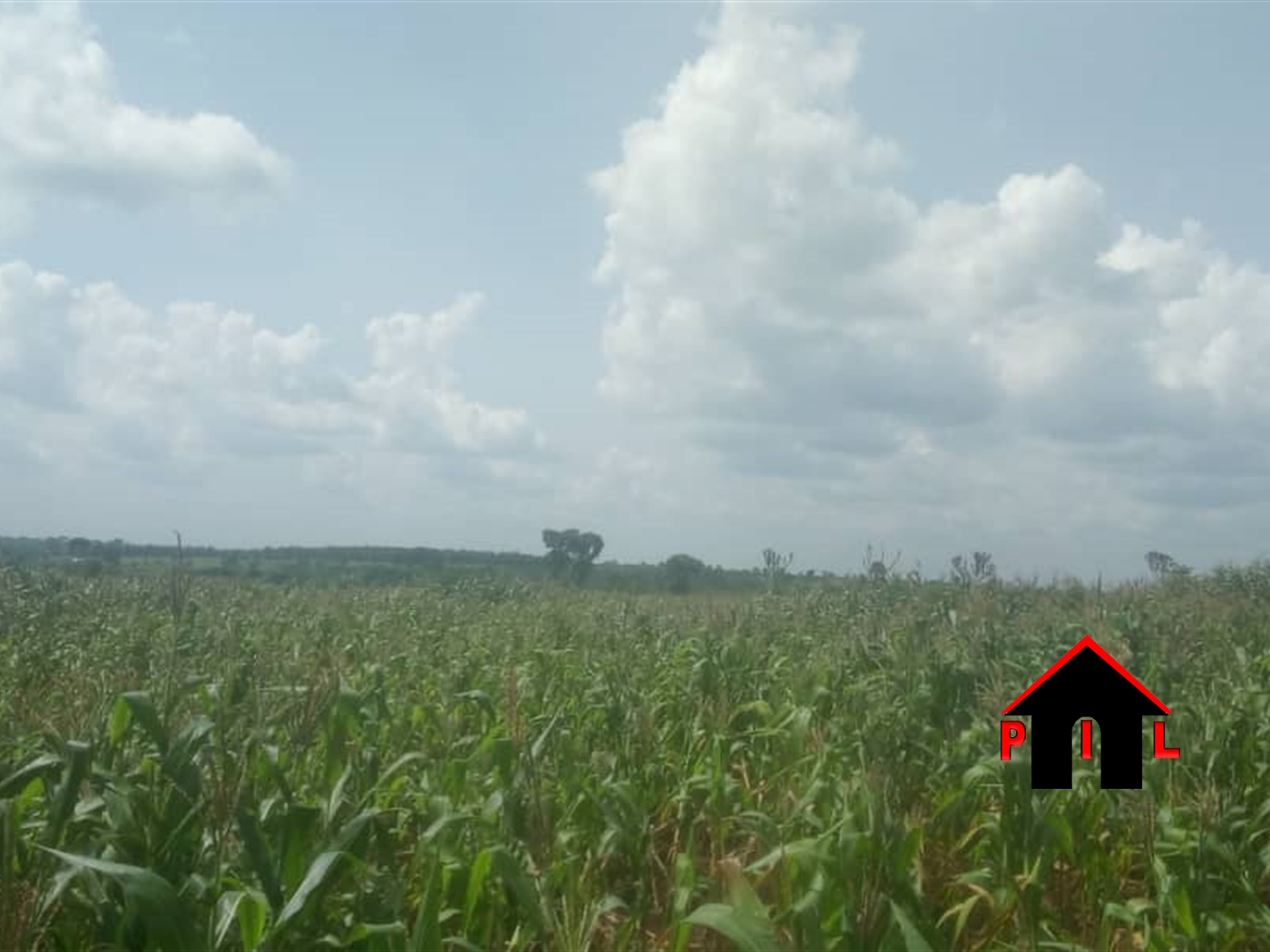 Agricultural Land for sale in Wakyato Nakaseke