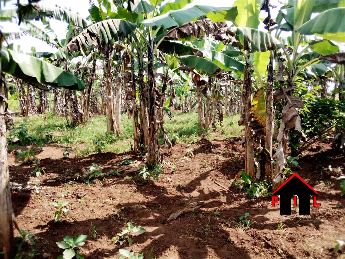 Agricultural Land for sale in Busiika Wakiso