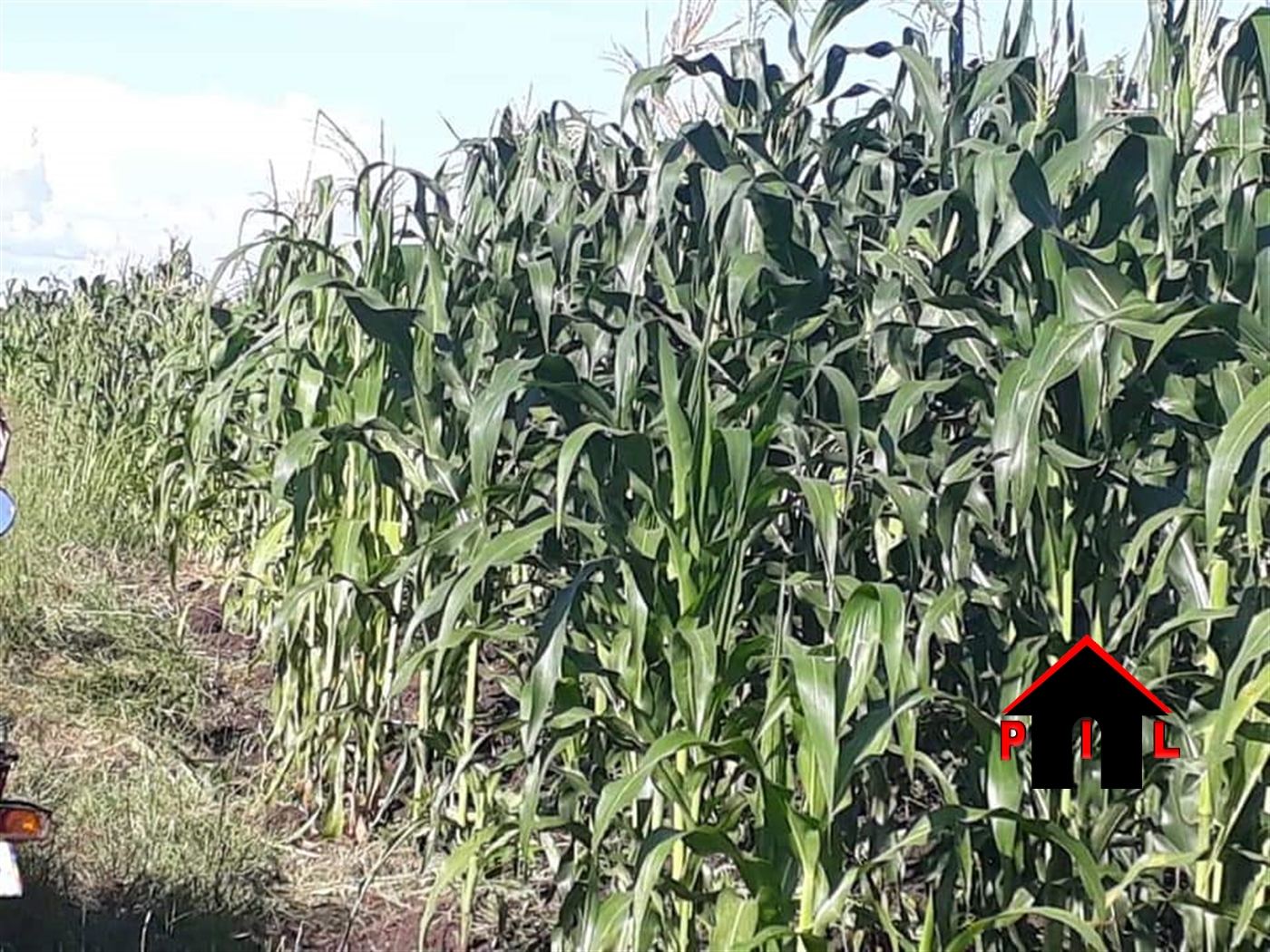 Agricultural Land for sale in Kalonga Mubende