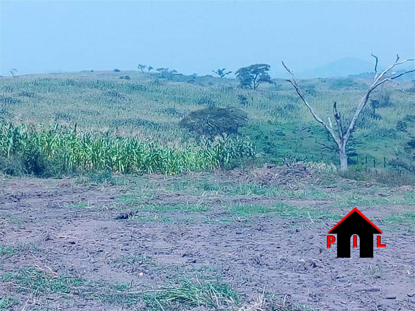 Agricultural Land for sale in Kalonga Mubende