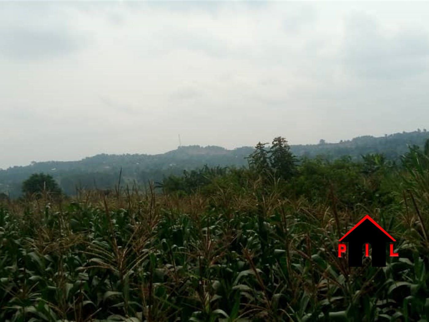 Agricultural Land for sale in Nsimbe Masaka