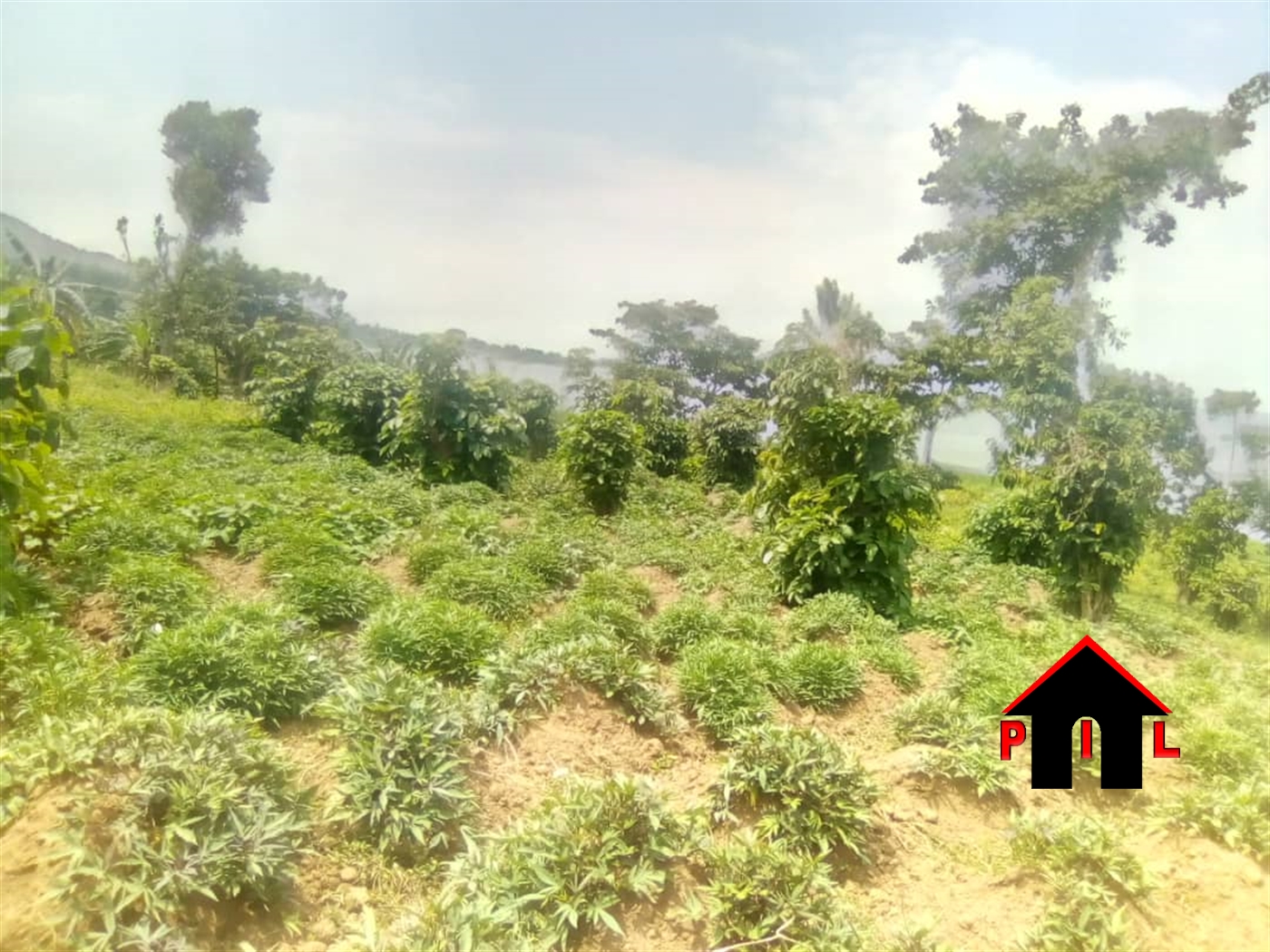 Agricultural Land for sale in Bugoba Mukono