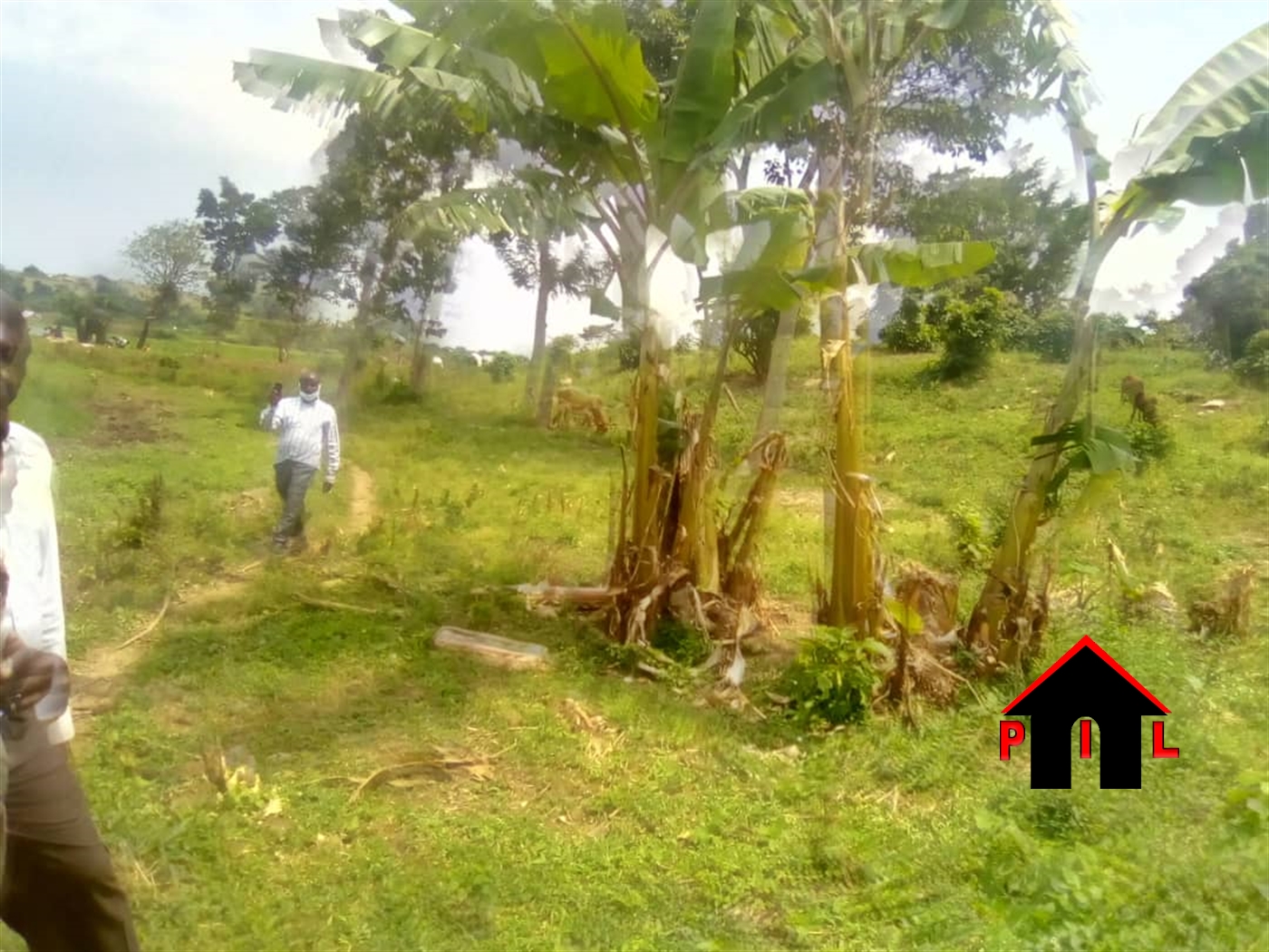Agricultural Land for sale in Bugoba Mukono