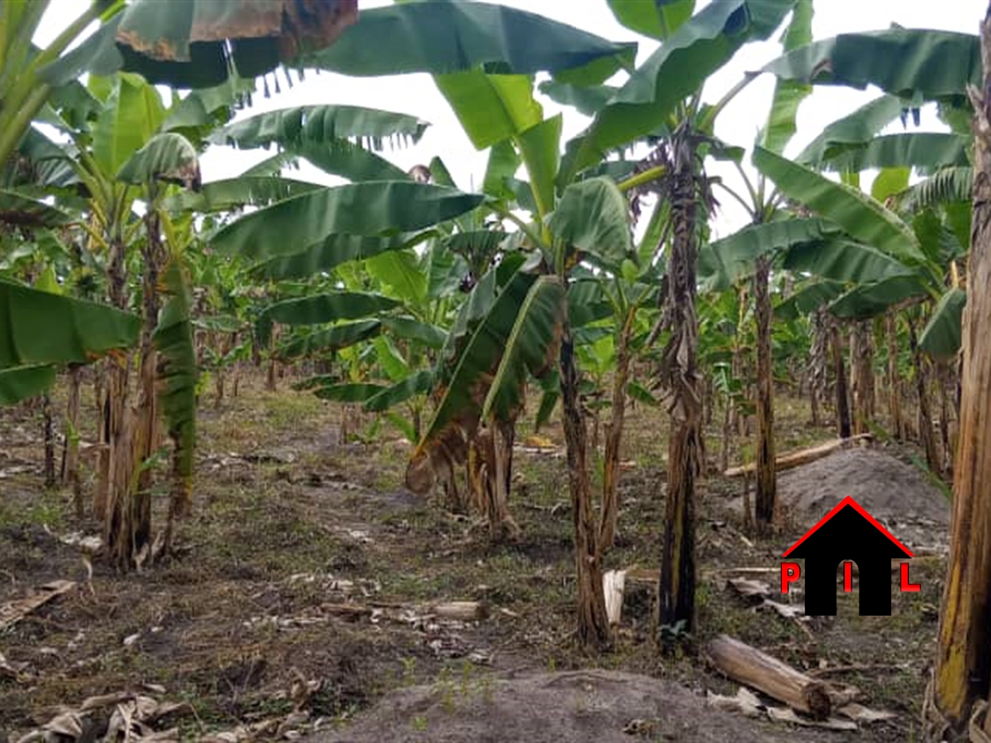 Agricultural Land for sale in Wabitungulu Luweero