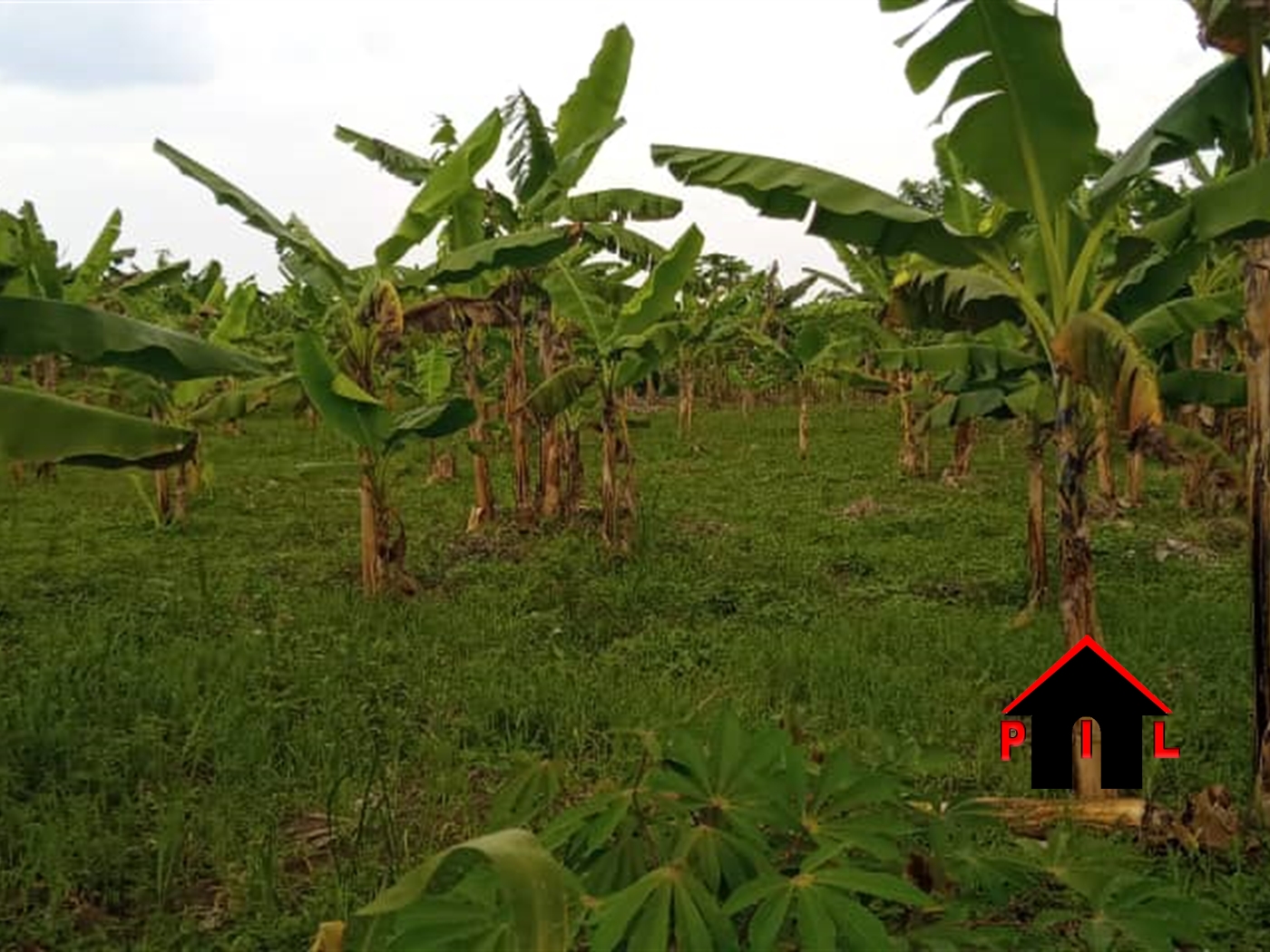 Agricultural Land for sale in Wabitungulu Luweero