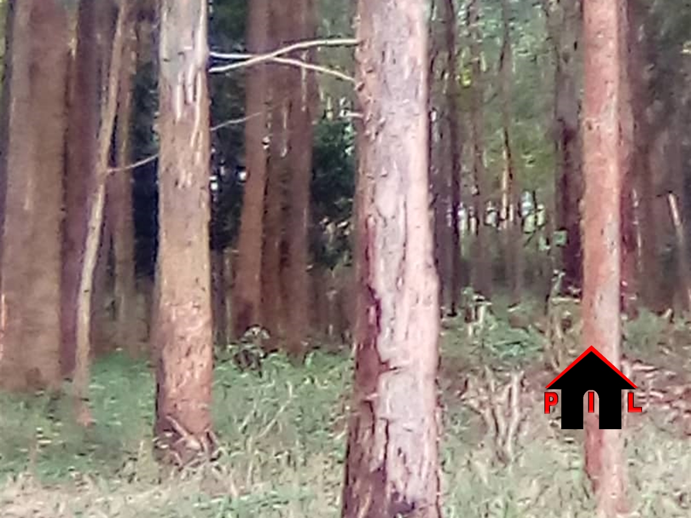 Agricultural Land for sale in Buyende Jinja