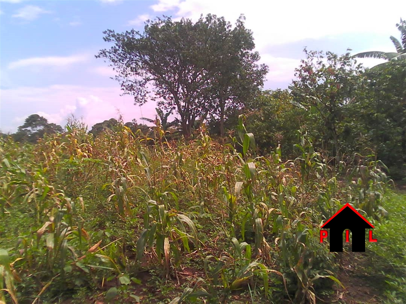 Agricultural Land for sale in Kayunga Mukono