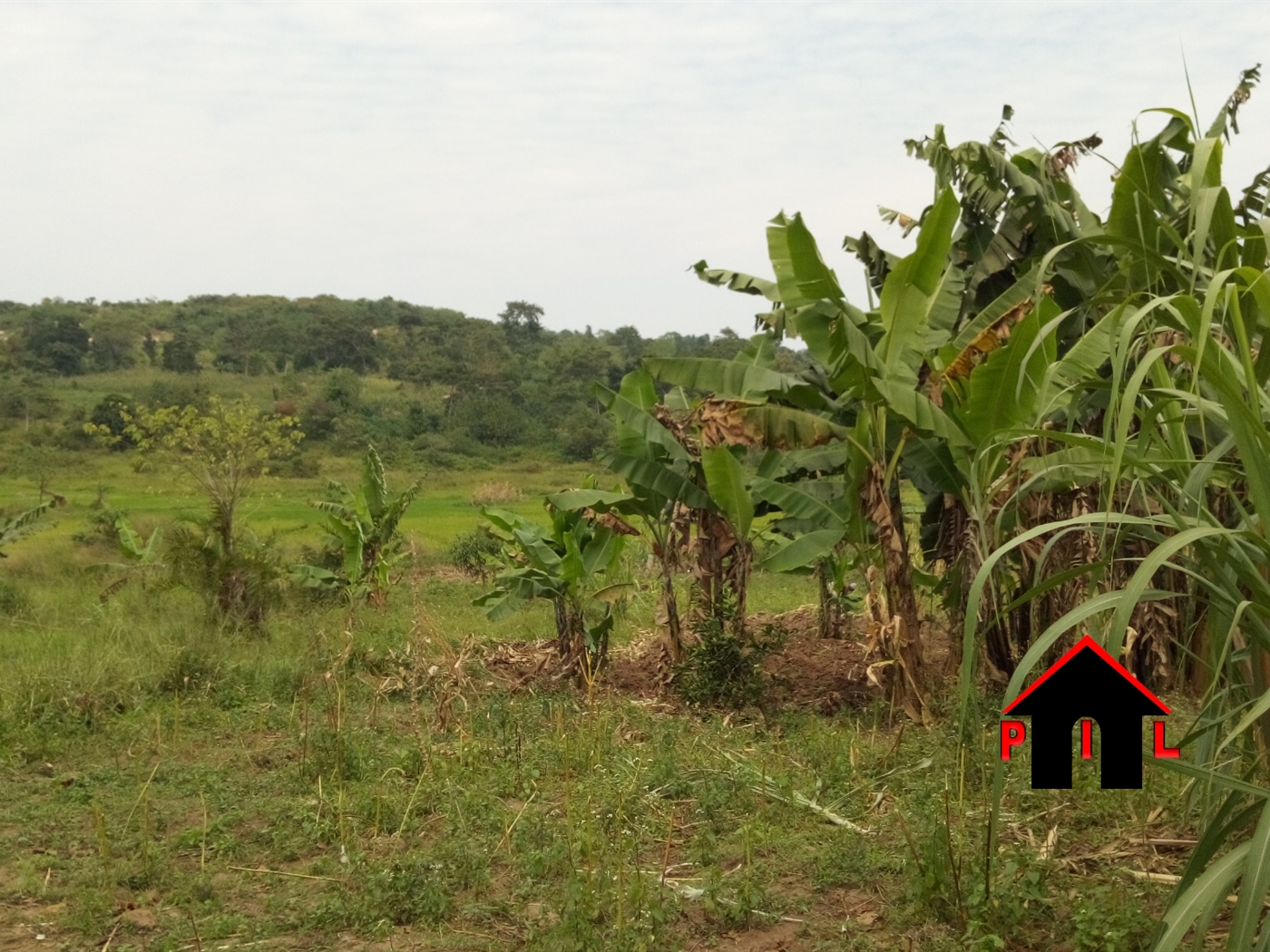 Agricultural Land for sale in Nkokonjeru Mukono