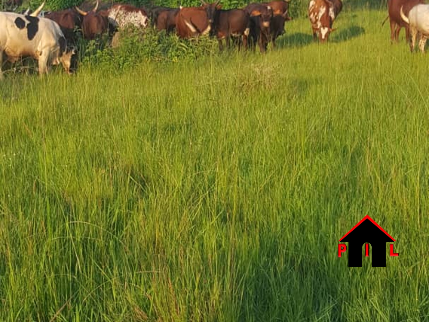 Agricultural Land for sale in Gomba Mpigi