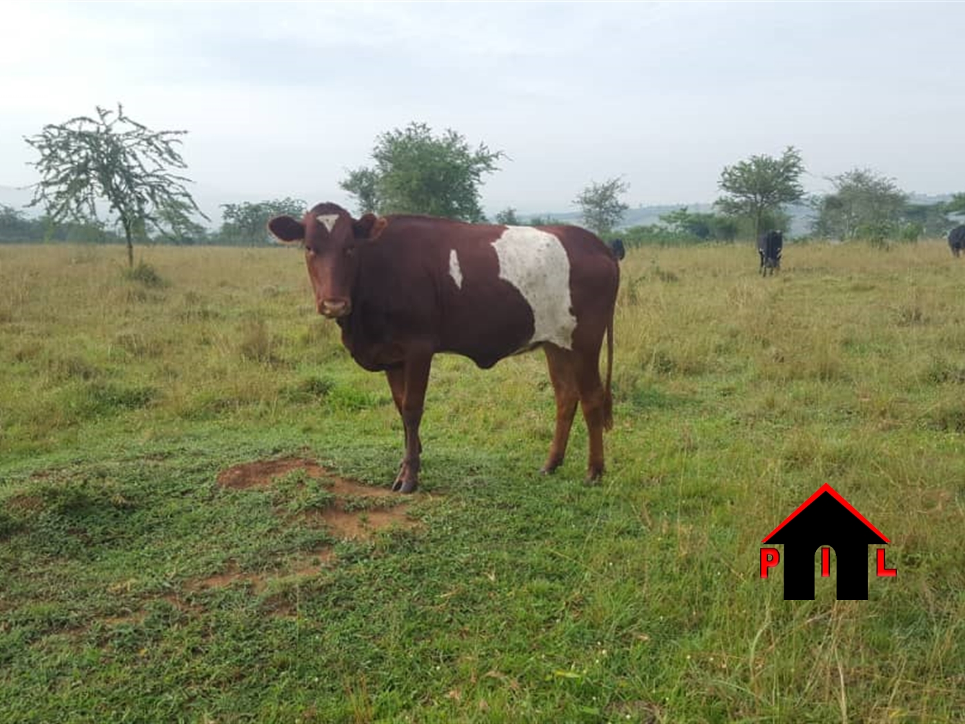 Agricultural Land for sale in Gomba Mpigi