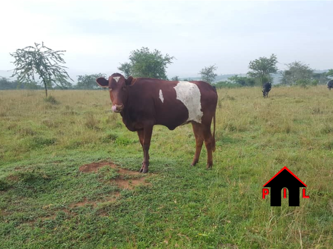 Agricultural Land for sale in Gomba Mpigi