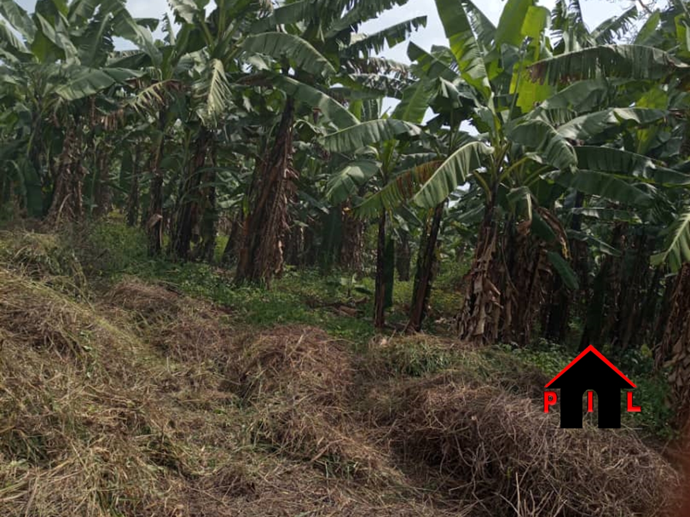 Agricultural Land for sale in Kapeeka Nakaseke