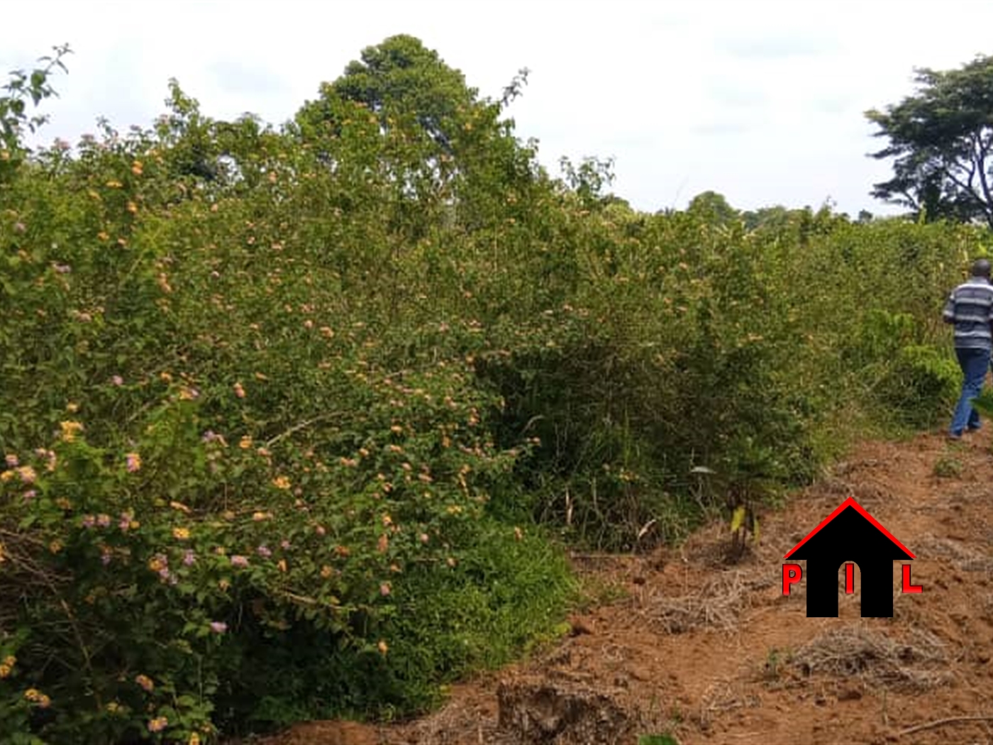 Agricultural Land for sale in Kikyuusa Luweero