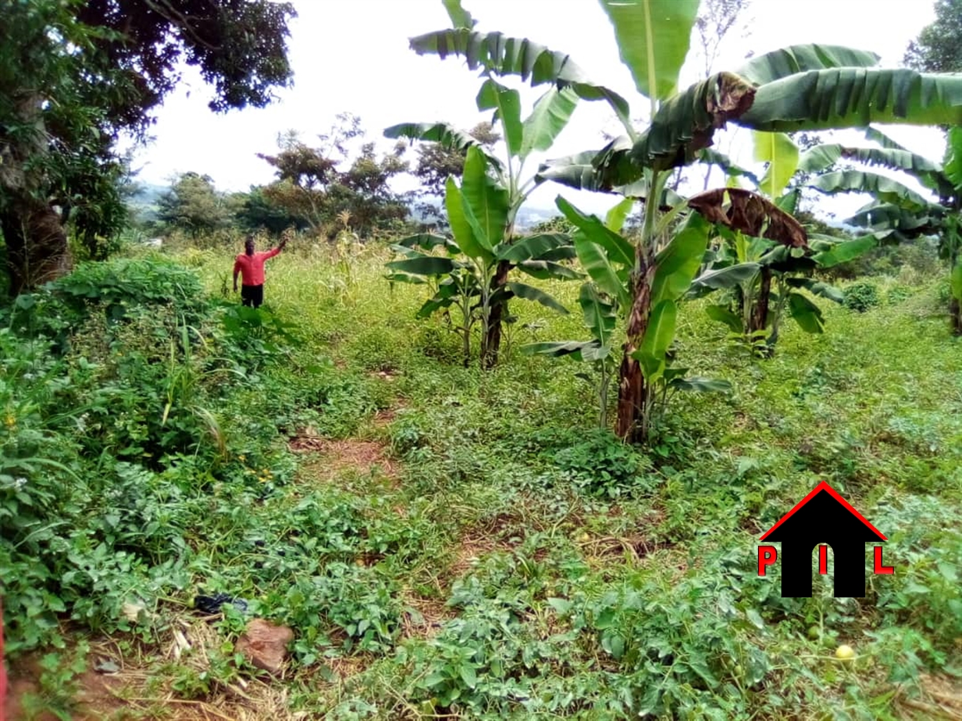 Agricultural Land for sale in Wabitungulu Luweero