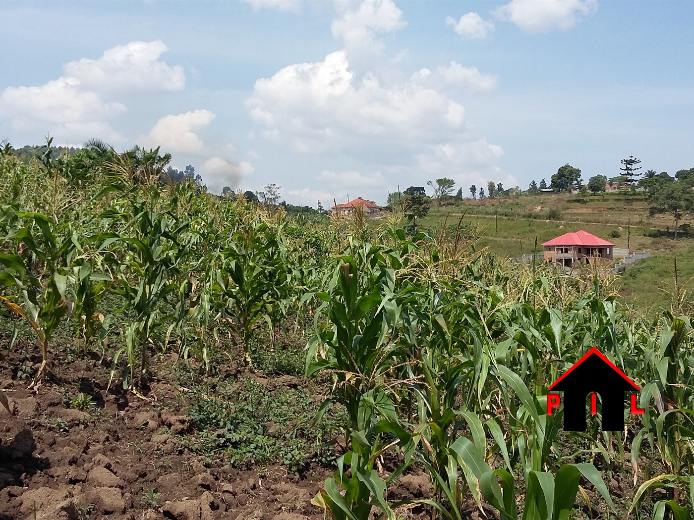 Agricultural Land for sale in Wabitungulu Luweero