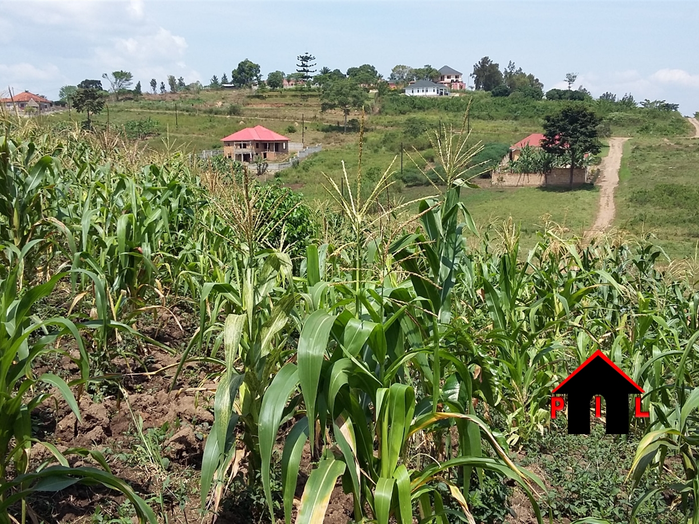 Agricultural Land for sale in Wabitungulu Luweero