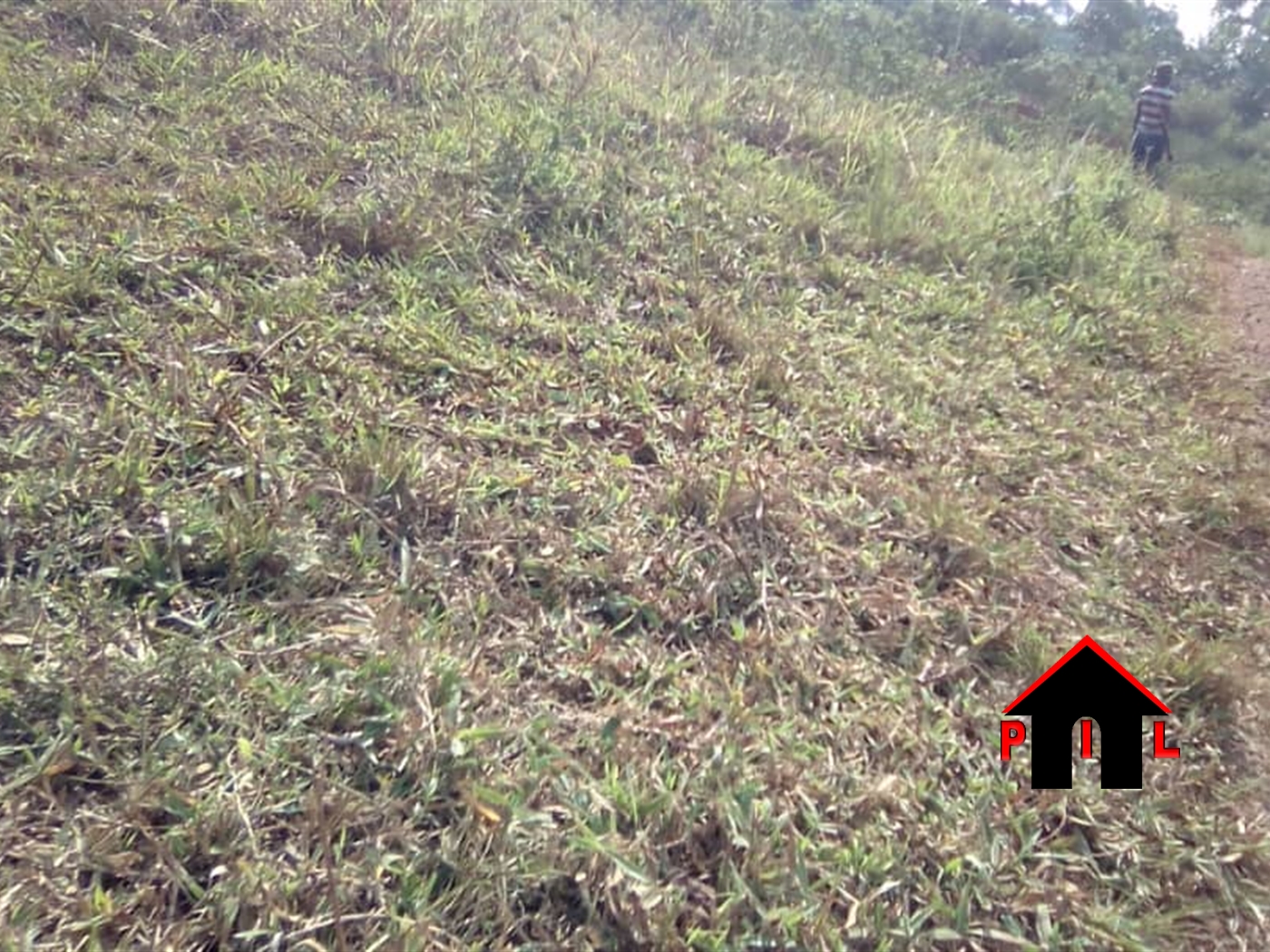 Agricultural Land for sale in Wabitungulu Luweero