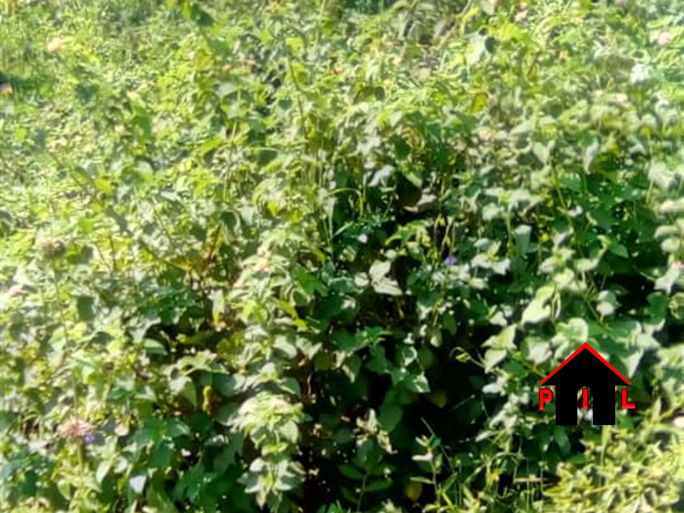 Residential Land for sale in Mpoma Mukono