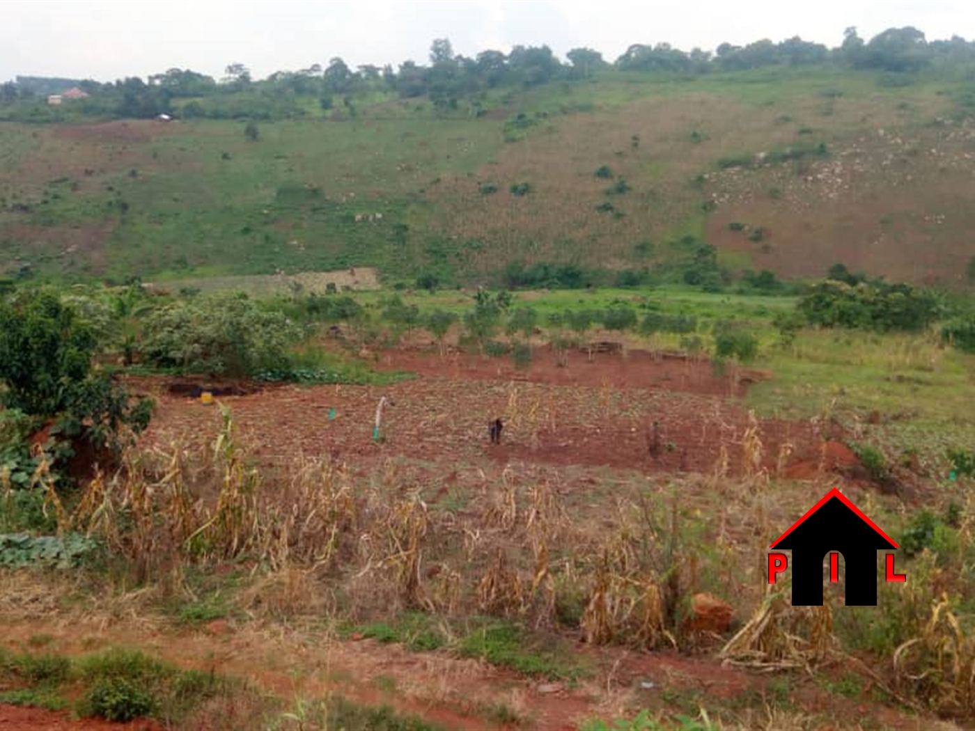 Agricultural Land for sale in Namutamba Mityana
