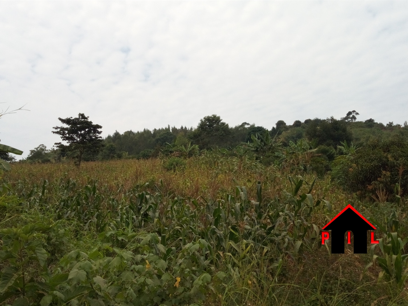 Agricultural Land for sale in Mpigi Mpigi