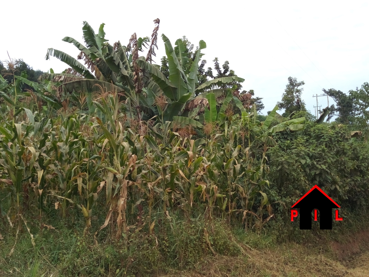 Agricultural Land for sale in Mpigi Mpigi