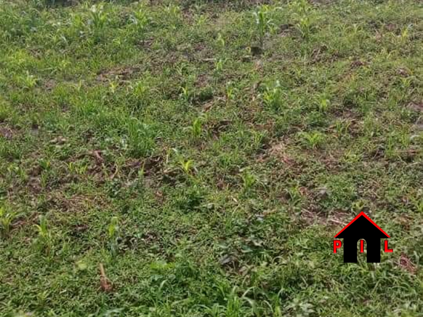 Agricultural Land for sale in Ngajju Luweero