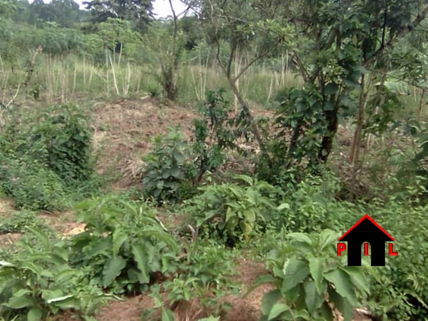 Agricultural Land for sale in Wobulenzi Luweero