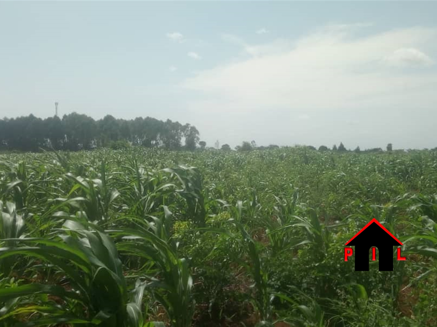 Agricultural Land for sale in Tongo Luweero