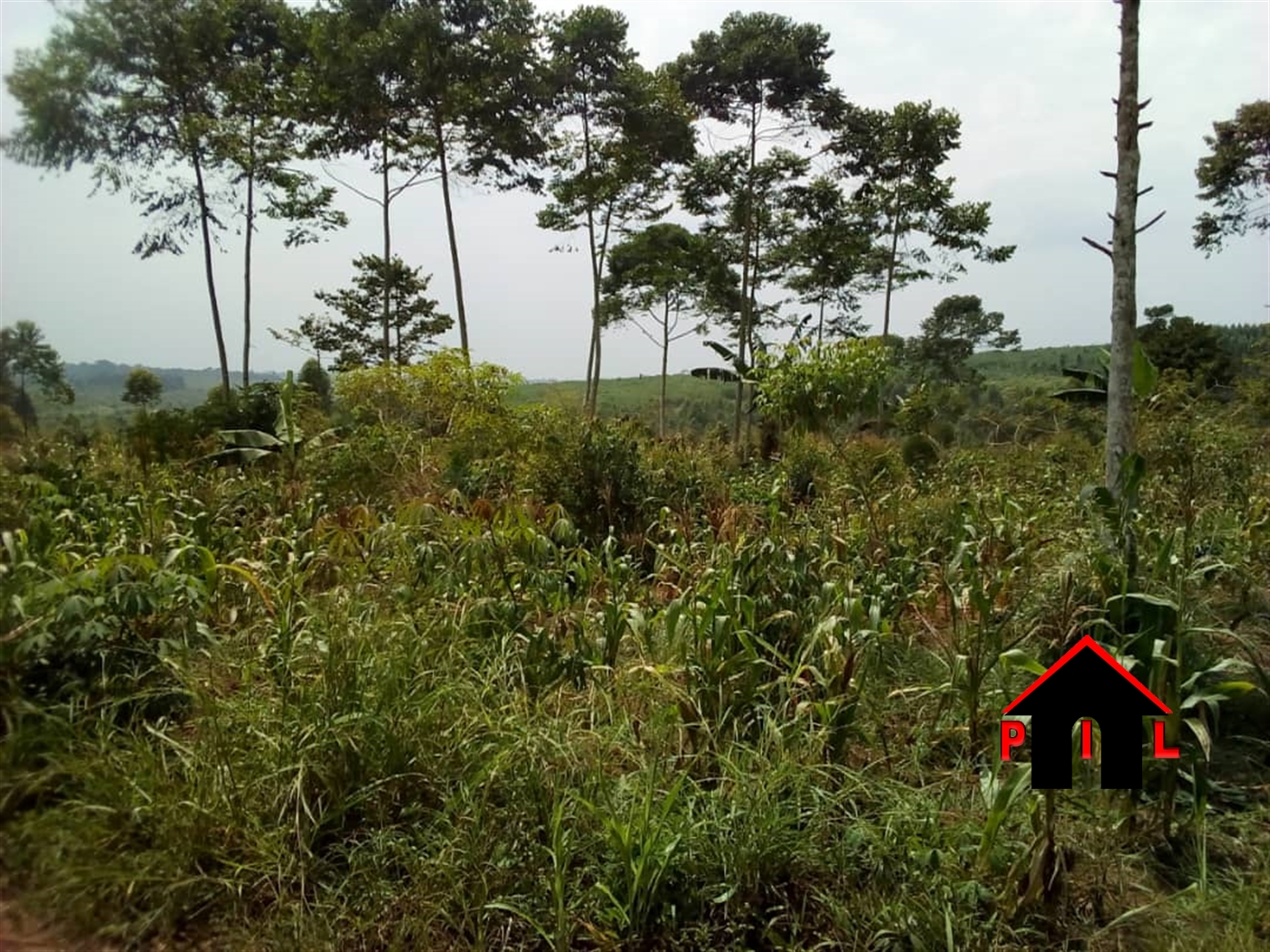 Agricultural Land for sale in Buddugala Wakiso