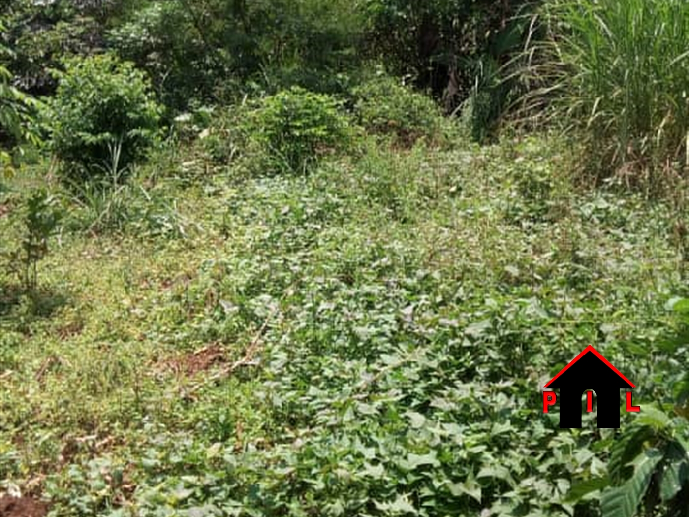 Agricultural Land for sale in Namaliga Luweero