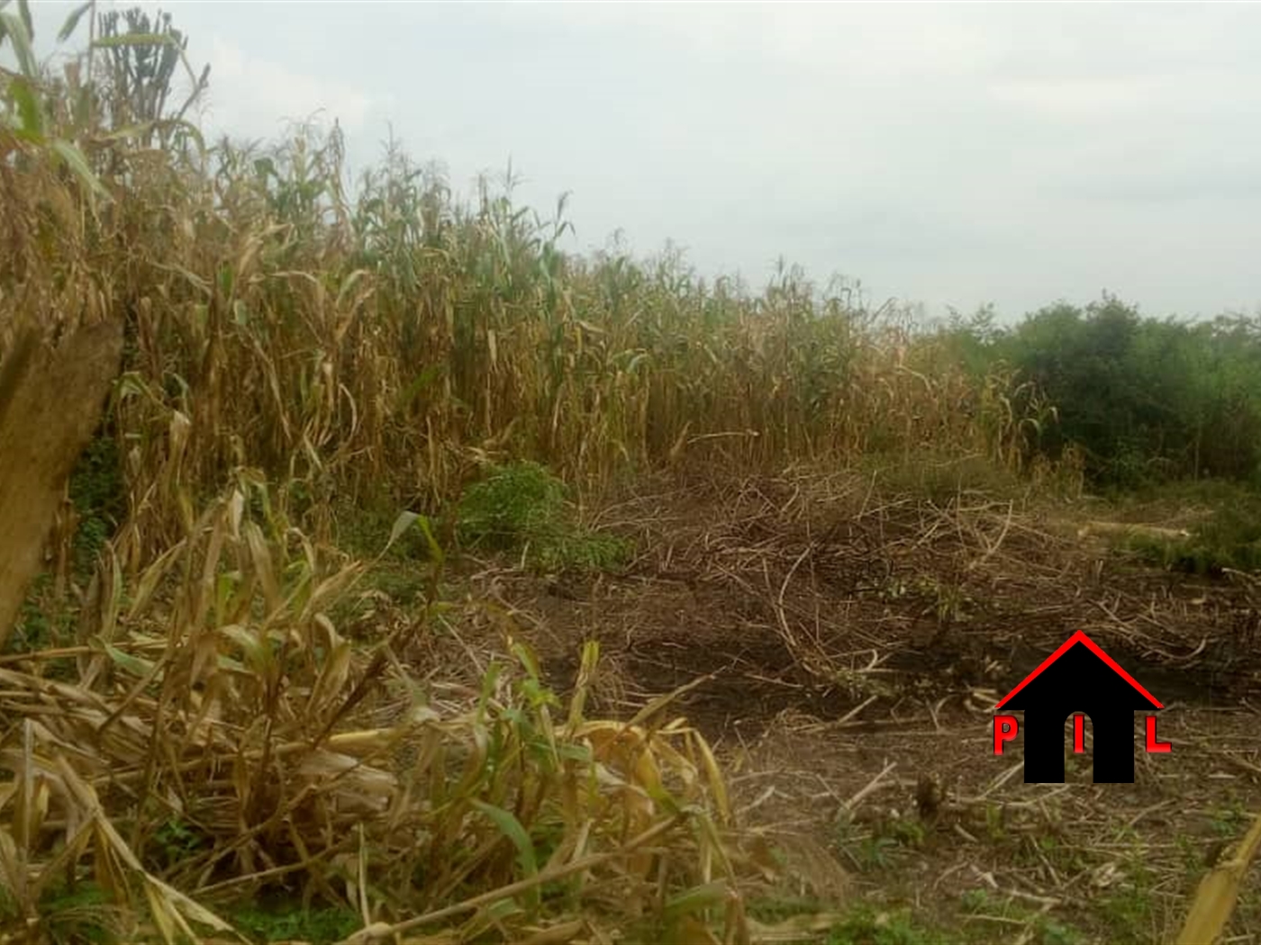 Agricultural Land for sale in Kikyuusa Luweero