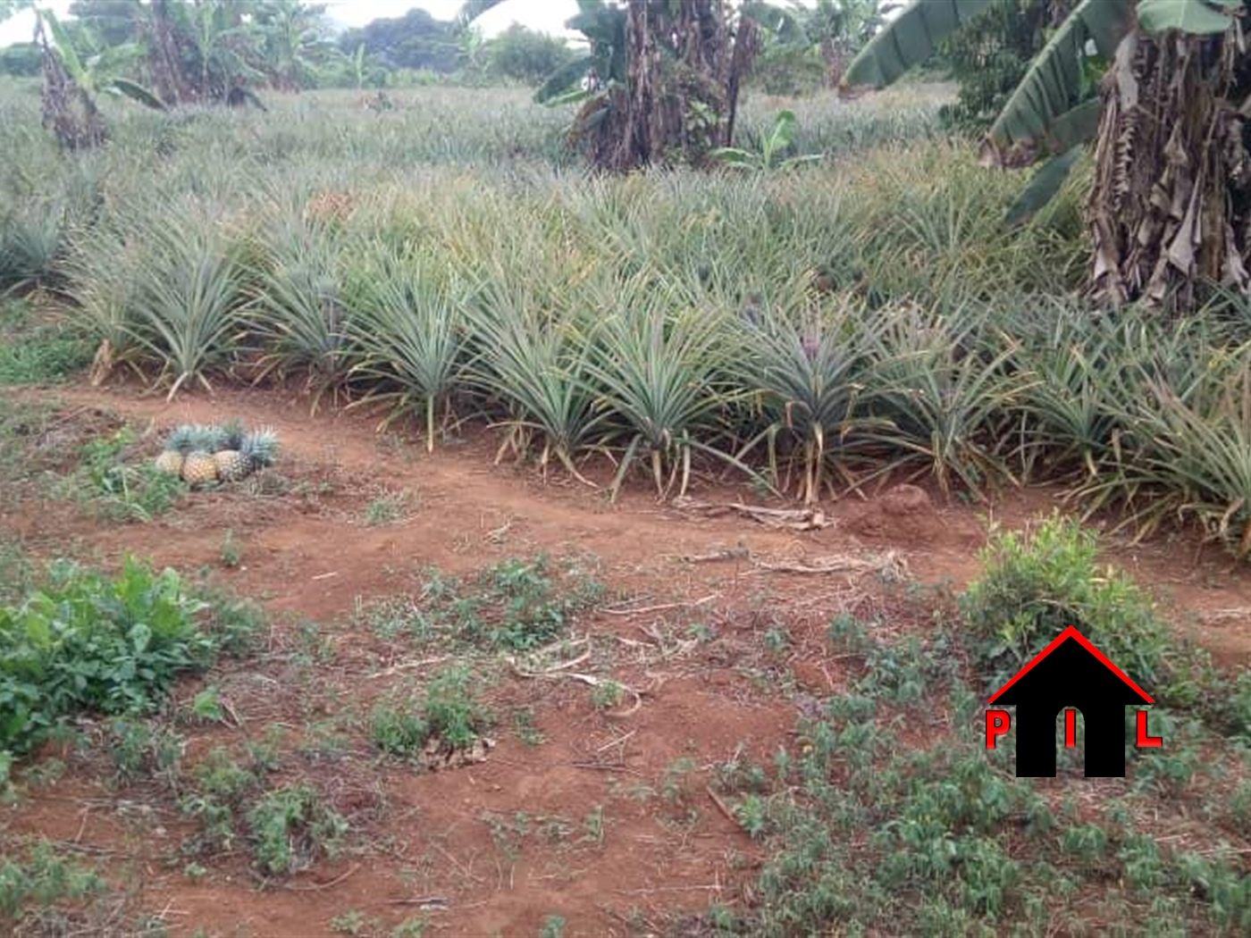 Agricultural Land for sale in Kalule Luweero