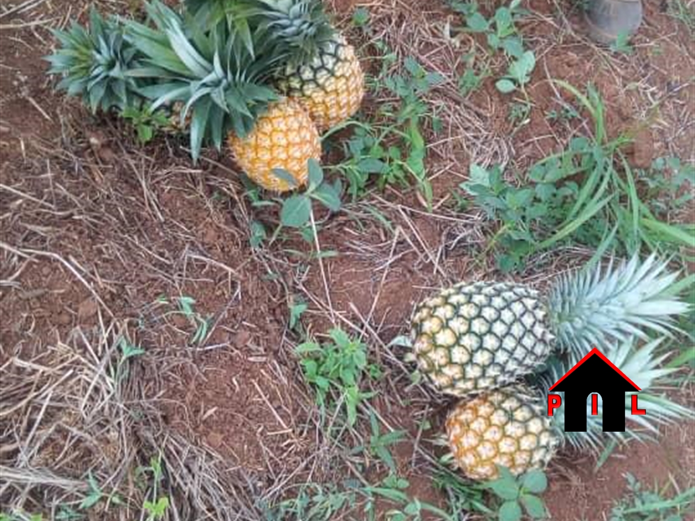 Agricultural Land for sale in Kalule Luweero