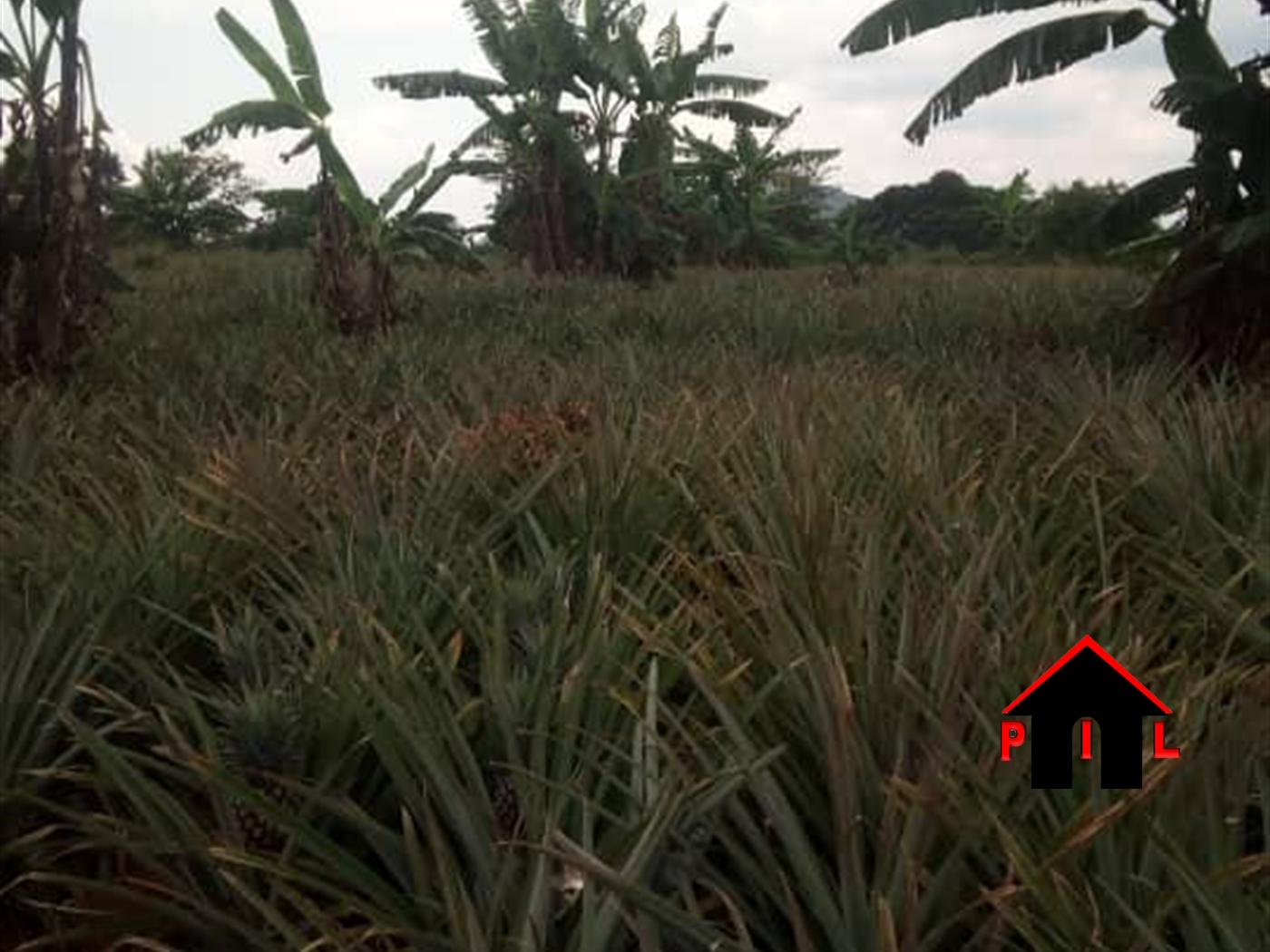 Agricultural Land for sale in Kalule Luweero