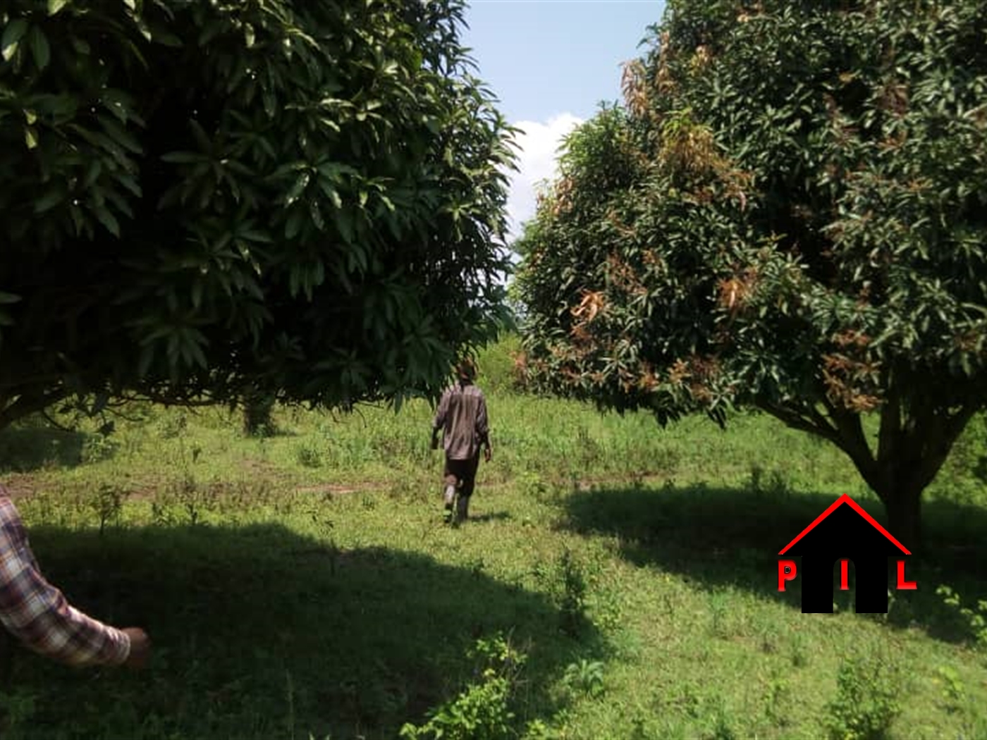 Agricultural Land for sale in Kasawo Mukono
