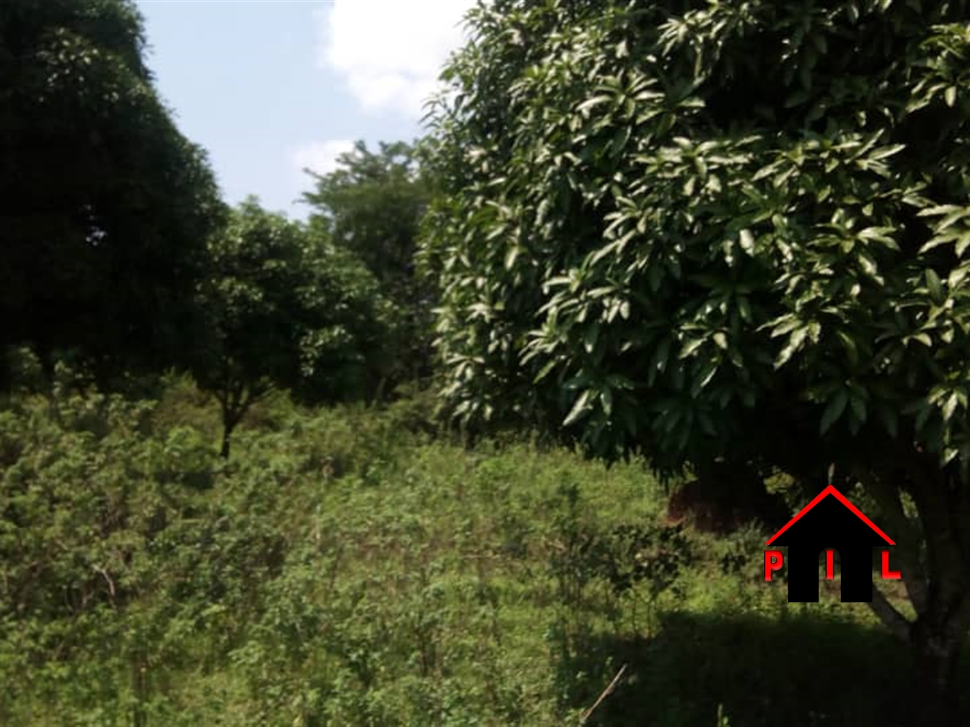 Agricultural Land for sale in Kasawo Mukono