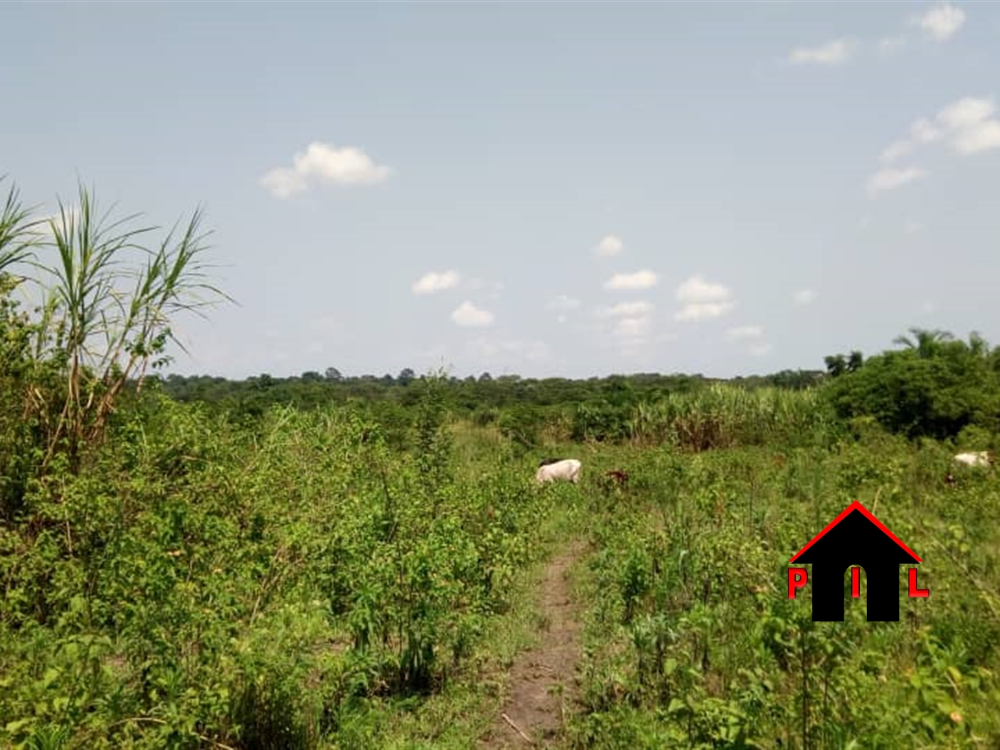 Agricultural Land for sale in Kasawo Mukono