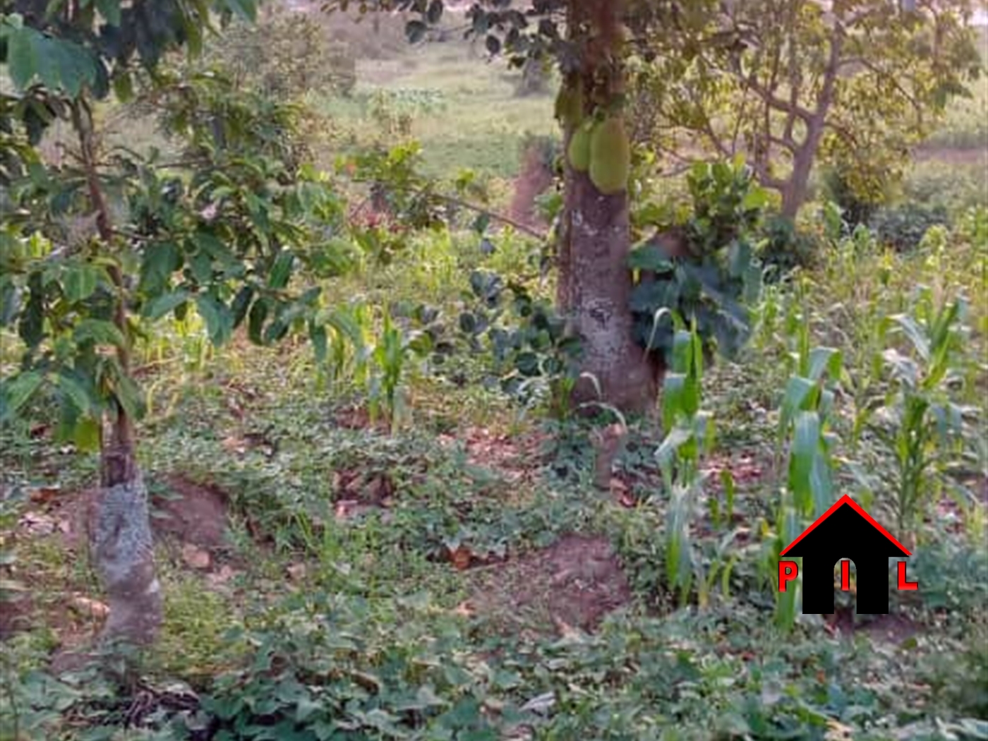 Residential Land for sale in Lubowa Wakiso