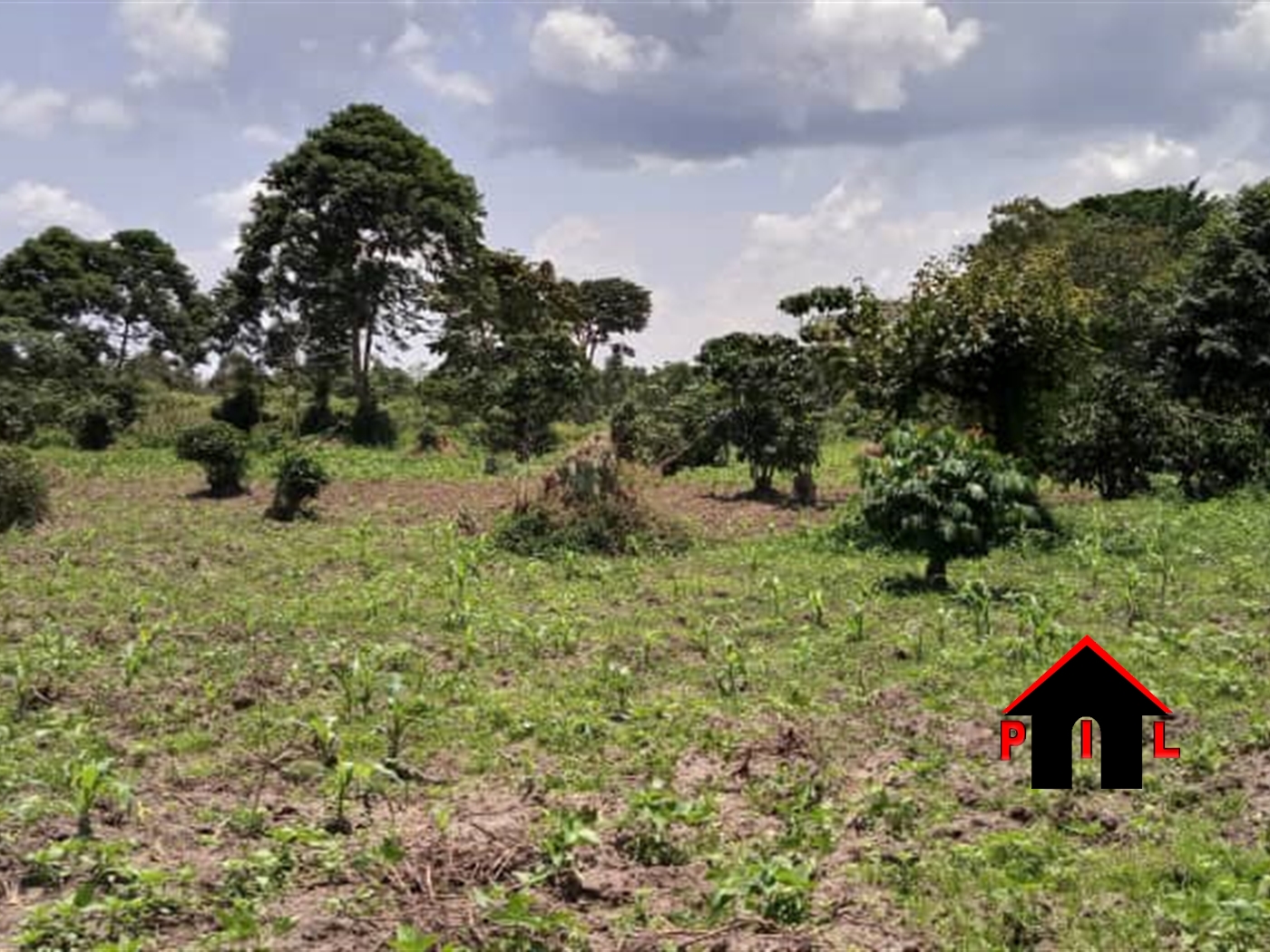 Agricultural Land for sale in Nakisunga Mukono