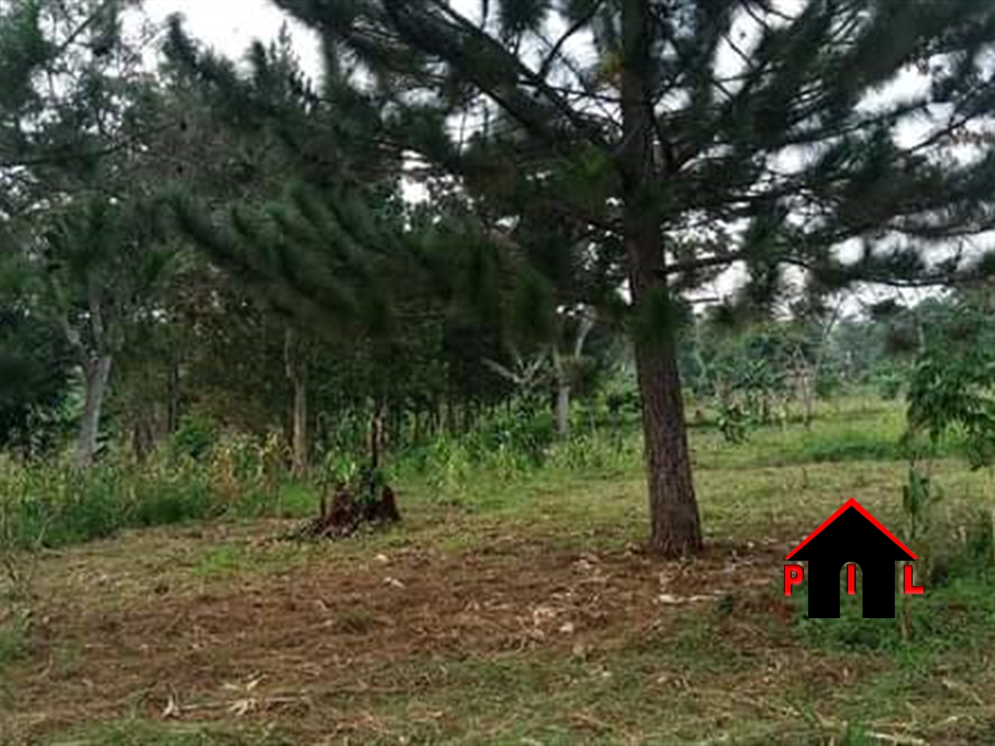 Agricultural Land for sale in Kisoga Mukono