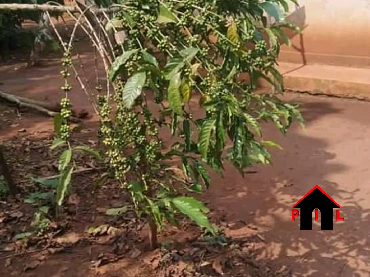 Agricultural Land for sale in Kakooge Luweero