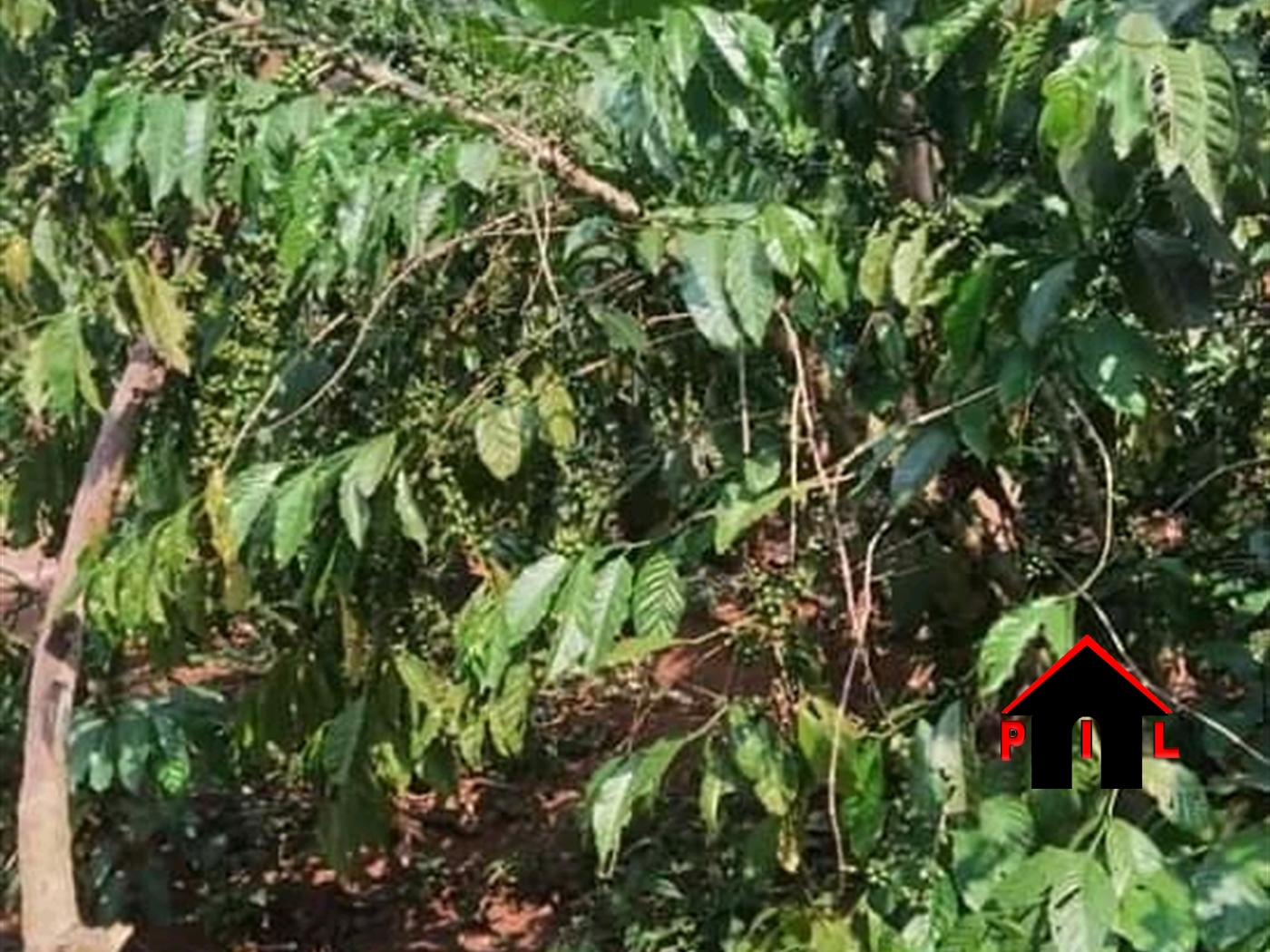 Agricultural Land for sale in Kakooge Luweero