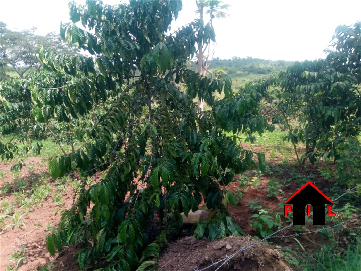 Agricultural Land for sale in Kassanda Mityana