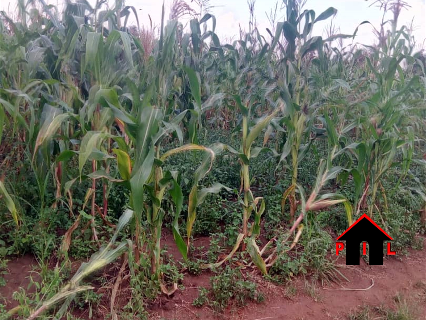 Agricultural Land for sale in Ssekanyonyi Mityana