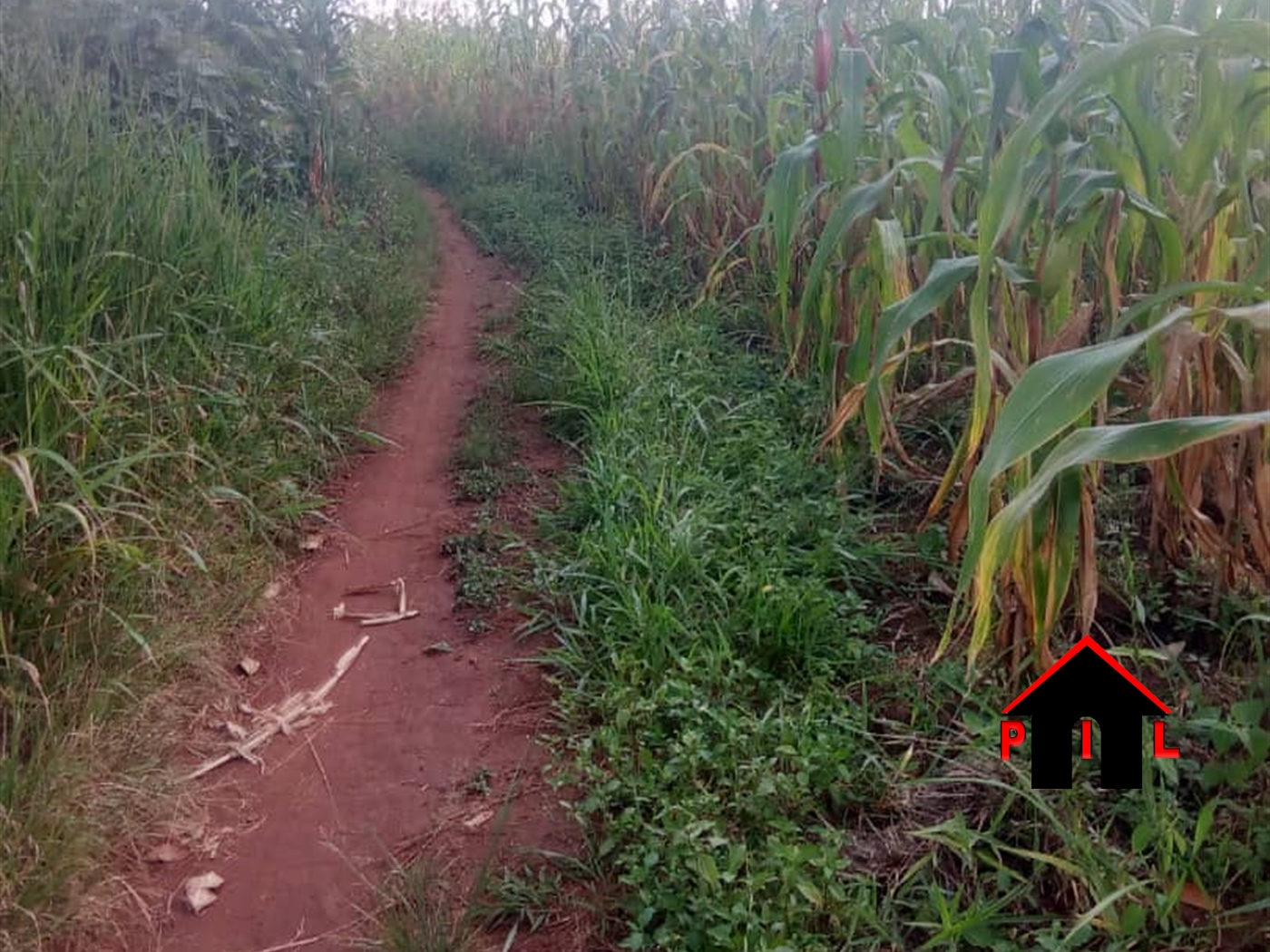 Agricultural Land for sale in Ssekanyonyi Mityana